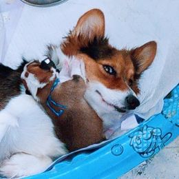 Gracie - Pembroke Welsh Corgi