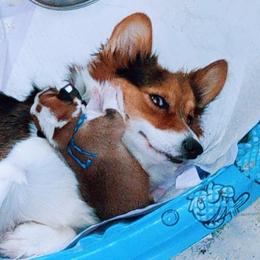 Gracie - Pembroke Welsh Corgi