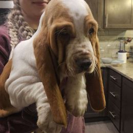 Brienne - Red and white Basset Hound puppy in Spokane Valley, Washington from Valley Basset Hounds