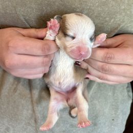 Sable bluie girl - Sable female Pembroke Welsh Corgi puppy in Clinton, Tennessee from High Hopes Farm