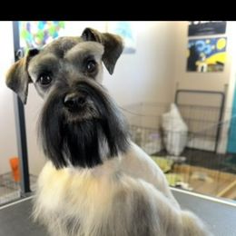 Paige - Miniature Schnauzer
