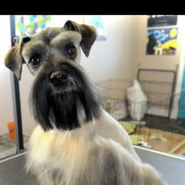 Paige - Miniature Schnauzer