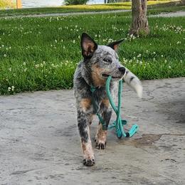 Australian Cattle Dog Puppies from TLC Cattle dogs