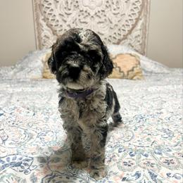 Jewel - Merle female Goldendoodle puppy in Macclenny, Florida from Davis's Doodles