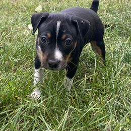 Rat Terrier Puppies from Hawthorne Terriers