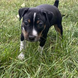 Rat Terrier Puppies from Hawthorne Terriers