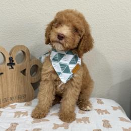 Canyon-Orange Collar - Red male Bernedoodle puppy in Oak Hills, California from High Desert Doodles