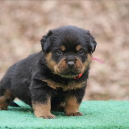 Prime - Black and mahogany male Rottweiler puppy in Uniontown, Alabama from CedarBluff Rottweilers
