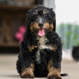 Lydia - Tri-color female Bernedoodle puppy in Dundee, Ohio from Down Home Doodle