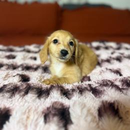 Ginger - Red female Dachshund puppy in Durant, Oklahoma from Big Creek Mini Dachshund