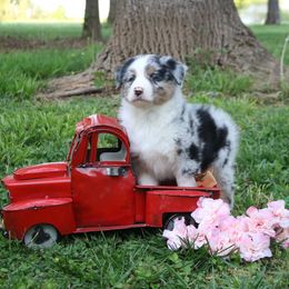 Australian Shepherd Puppies from Flying T Ranch