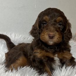 Timber loves all things - Red phantom male Aussiedoodle puppy in Clarkston, Washington from Doodle & poodle palace