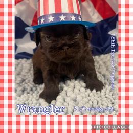 Wrangler - Liver male Shih Tzu puppy in Beatrice, Nebraska from I Shih Tzu Not Puppies