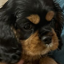 Boy 2 - Cavalier King Charles Spaniel puppy in Morriston, Florida from Cutesy Cavaliers
