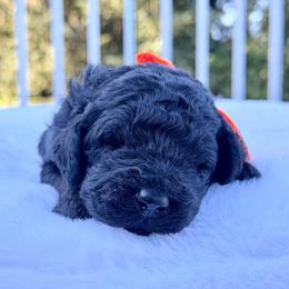 Duckworth - Black male Goldendoodle puppy in Rainier, Oregon from Beaver Springs Puppies
