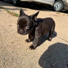 Chocolate - Black and tan female French Bulldog puppy in Minneapolis, Minnesota from Flyazz Frenchies Kennels