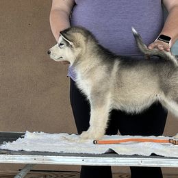 Miss Orange - Gray and white female Alaskan Malamute puppy in Alpine, Texas from Ghost Dance Alaskan Malamutes