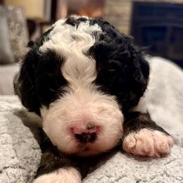 Gray boy - Tri-color male Bernedoodle puppy in Lake, Michigan from 3 King Doodles & Poodles