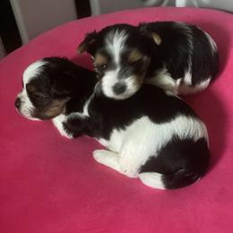 Biewer Terrier Puppies from Coastal Maine Biewer Terriers