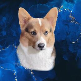 Astrea - American Corgi