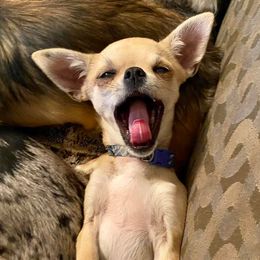 Chihuahuas from Taylor Made Kennels