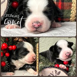 (4) Comet, BTF - Black tri female Miniature American Shepherd puppy in Huntington, Texas from JKKJ Farms