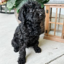 Labradoodle Puppies from M4 Doodles