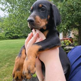 Miss Bumble Bee - Black and rust female Doberman Pinscher puppy in Chagrin Falls, Ohio from Schloss Velburg Dobermanns