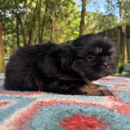 Boy 4 - male Shih Tzu puppy in Mobile, Alabama from FluffyTail Shih Tzu