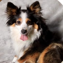 Miniature Australian Shepherds and Toy Australian Shepherds from Elk Creek Aussies