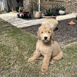 Goldendoodle Puppies from Johnson & Co Doodles