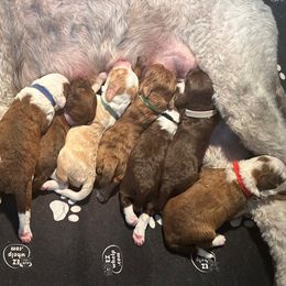 Sheepadoodle puppies from Fur-ever Doodles