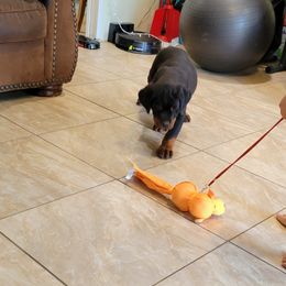 Rottweiler Puppies from Mickey's Rottweilers