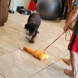 Rottweiler Puppies from Mickey's Rottweilers
