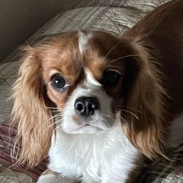 Daisy - Cavalier King Charles Spaniel