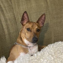 Frankie - White and red Rat Terrier puppy in Gig Harbor, Washington from DHart Farm & Kennel