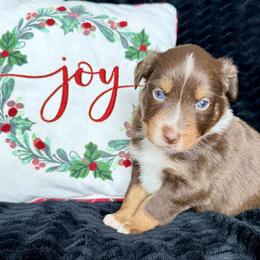 Will ASCA AKC - Red tri-color male Australian Shepherd puppy in Blomkest, Minnesota from Meljestic Farms
