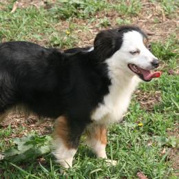 Falon - Miniature Australian Shepherd
