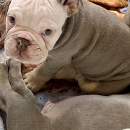 Bulldog Puppies from Ropes n' Wrinkles English Bulldogs