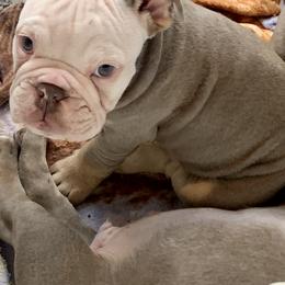Bulldog Puppies from Ropes n' Wrinkles English Bulldogs