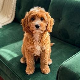 Simon - Red male Cavapoo puppy in Tucson, Arizona from Adored Poodle & Doodles