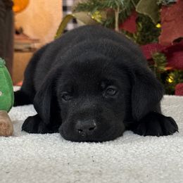 Light Blue - Black male Labrador Retriever puppy in Kinta, Oklahoma from Beaver Creek Kennels