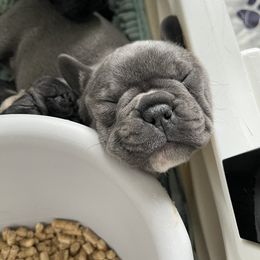 French Bulldog Puppies from Wind Ridge Frenchies