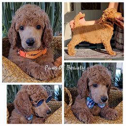 Poodle and Shih Tzu Puppies from Paws Of Beauty