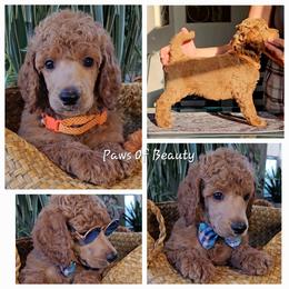 Poodle and Shih Tzu Puppies from Paws Of Beauty
