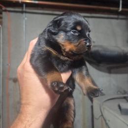 The Princess - Black and mahogany female Rottweiler puppy in Preston, Connecticut from Von Turm Hügel Rottweilers