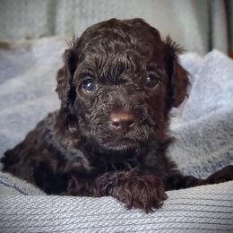 Louie- AKC Toy Poodle - Black male Poodle puppy in Falcon, Missouri from Cedar House Heritage Poodles | AKC Toy & Miniature Poodle Puppies Raised in Home