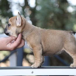 McMuffin - female Bulldog puppy in Pueblo, Colorado from Double B Bulldogs