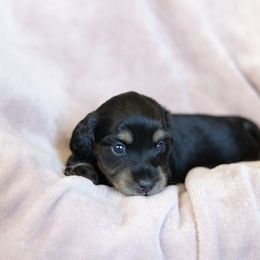 Cheddar - Black and cream male Dachshund puppy in Boswell, Indiana from Golden Moose Homestead