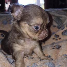 Hansel - Chocolate and tan male Chihuahua puppy in Amelia, Virginia from Pannell’s Precious Pups